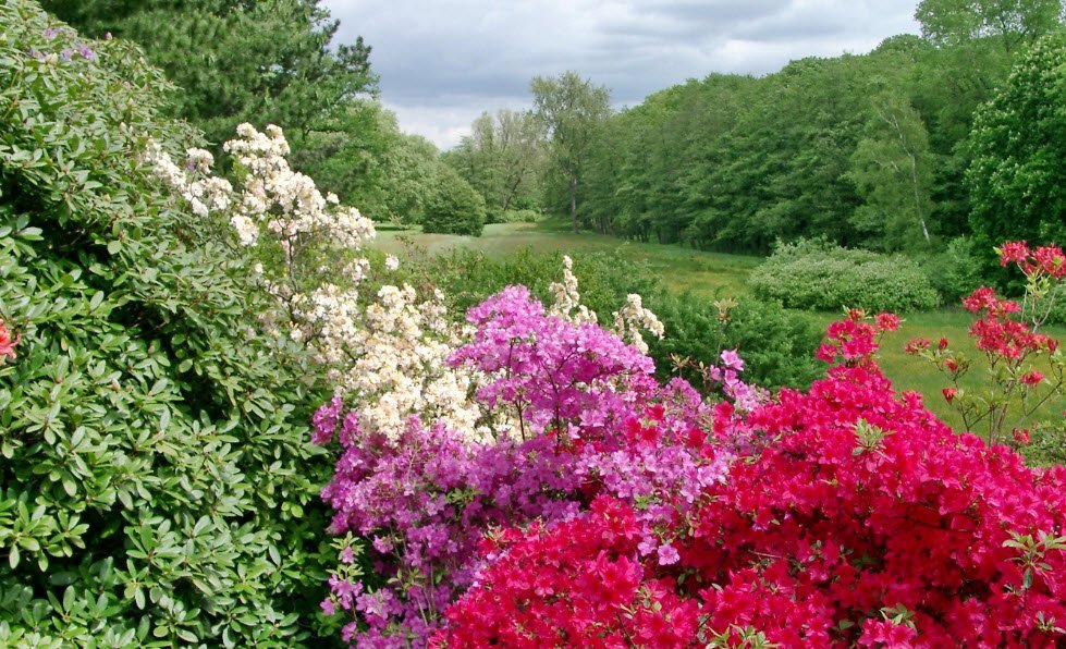 Rombergpark Botanical Garden, Germany